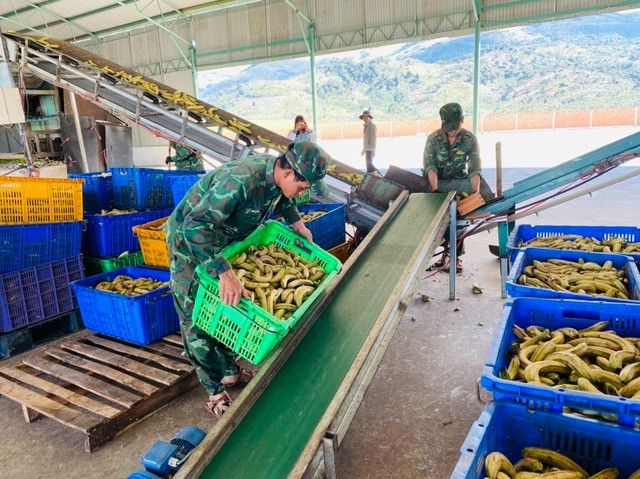 Với chuối thải, HAGL sẽ tiến hành ủ chín trong khoảng 2 ngày. Ảnh: HAGL