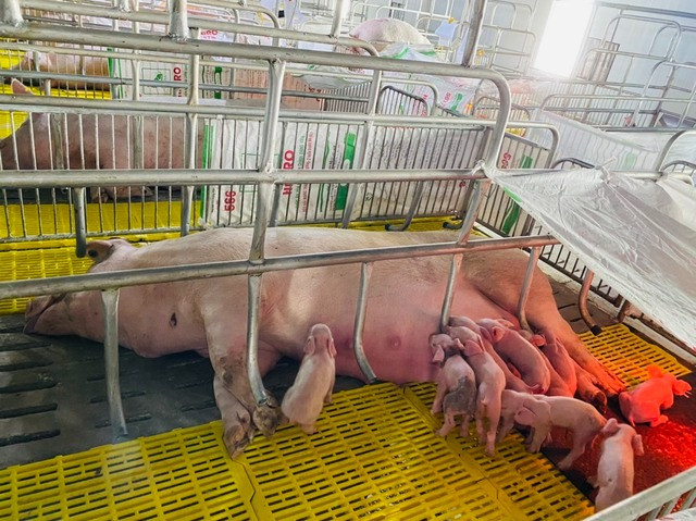 Các cụm nuôi heo, được xây dựng bài bản, sạch sẽ nằm trong "vùng lõi" của các nông trại chuối. Ảnh: HAGL