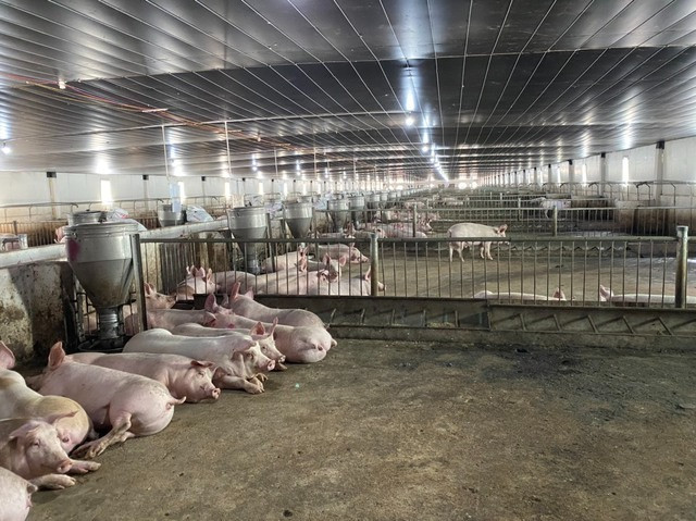 Mô hình này giúp hoạt động nuôi trồng tiết kiệm được nhiều loại chi phí và không gây ô nhiễm môi trường. Ảnh: HAGL