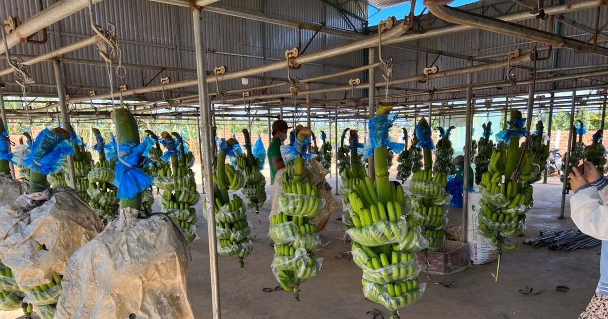 Theo báo cáo kết quả sản xuất kinh doanh 6 tháng đầu năm 2023, lợi nhuận gộp của Tập đoàn Hoàng Anh Gia Lai đạt 638 tỷ đồng, cao nhất là mảng cây ăn trái với 485 tỷ đồng, mảng chăn nuôi 97 tỷ đồng, mảng phụ trợ 56 tỷ đồng. Ảnh: Baogialai