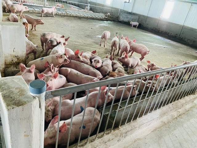 Heo cai sữa (sau 22 ngày sống cùng heo mẹ và đạt khoảng 8kg/con sẽ tách chuyển sang chuồng khác). Ảnh: HAGL