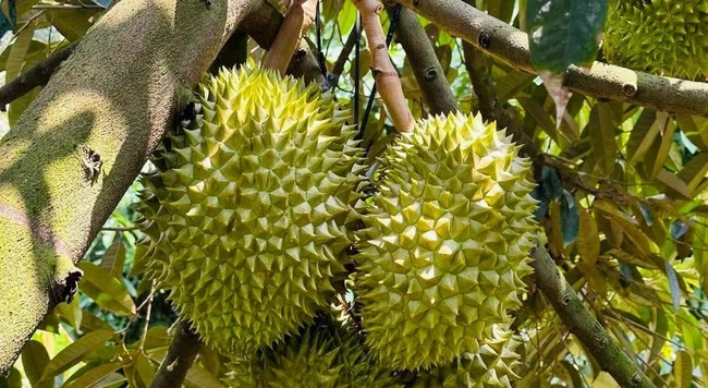 Nhờ đó, người trồng sầu riêng có thể thu lãi 1-1,5 tỷ đồng/ha tuỳ năng suất và giá bán. Ảnh: Báo Đắk Nông