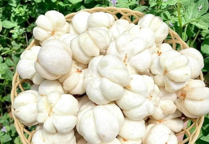 Theo người bán, phải 6 -7 kg trái măng cụt xanh mới gọt được 1 kg ruột để có thể làm gỏi. Hơn nữa, gọt vỏ măng cụt xanh cũng không dễ như những loại quả khác. Vì vậy, giá thành đắt hơn nhiều lần cũng không lạ. Ảnh: Fcebook