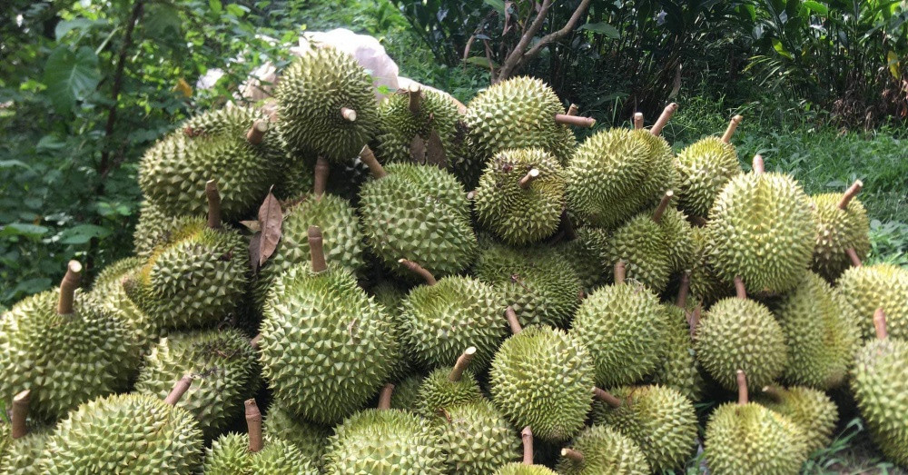 Đáng nói, cơn sốt giá sầu chưa từng có trong lịch sử kéo dài cả năm nay, tại khắp các vùng trồng ở nước ta. Ảnh: Petrotimes