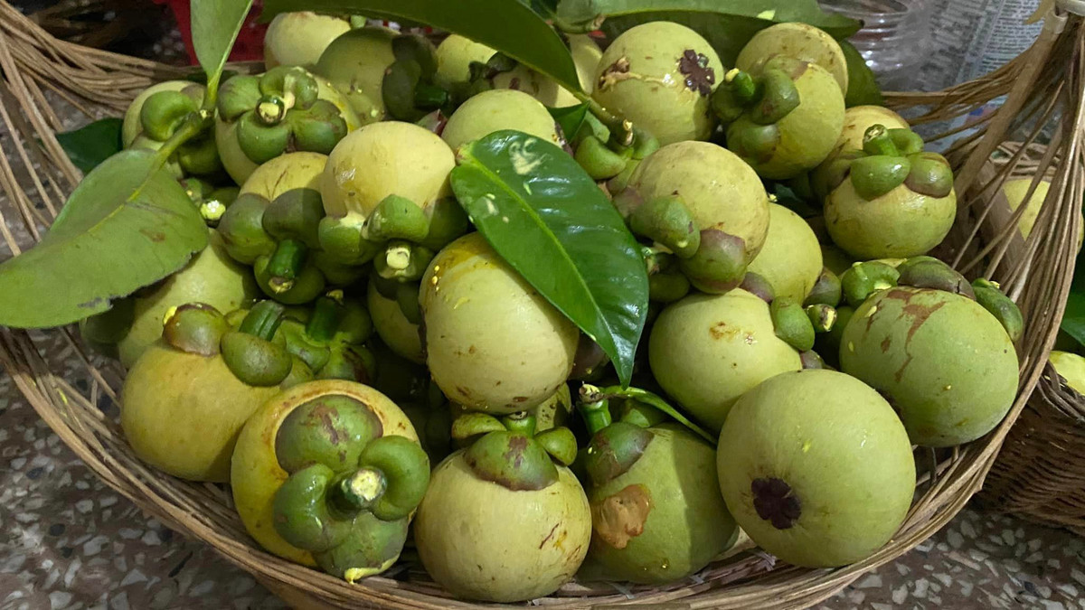 Thời điểm đó, giá một cân măng cụt xanh đã gọt vỏ đắt gấp 10 lần măng cụt thường, dao động từ 600.000 - 900.000 đồng/kg. Giá măng cụt xanh khi chưa gọt vỏ khoảng từ 50.000 - 80.000 đồng/kg, tương đương với giá của măng cụt chín. Ảnh: Facebook