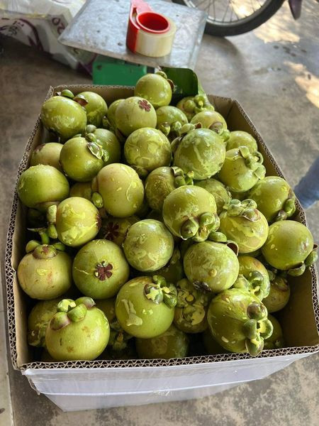 Trước đó, vào khoảng tháng 5, măng cụt xanh được đẩy giá cao chót vót khi món nộm măng cụt xanh “làm mưa làm gió" trên khắp các trang mạng xã hội từ Tiktok đến Facebook, Instagram... Ảnh: Facebook