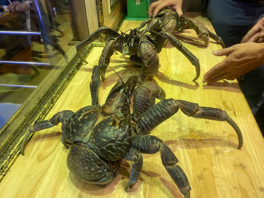 Cua dừa nhập về Việt Nam có trọng lượng từ 1,5 - 2kg. Tính ra, mỗi con sẽ dao động từ 9 triệu- 14 triệu đồng. Ảnh: Plo