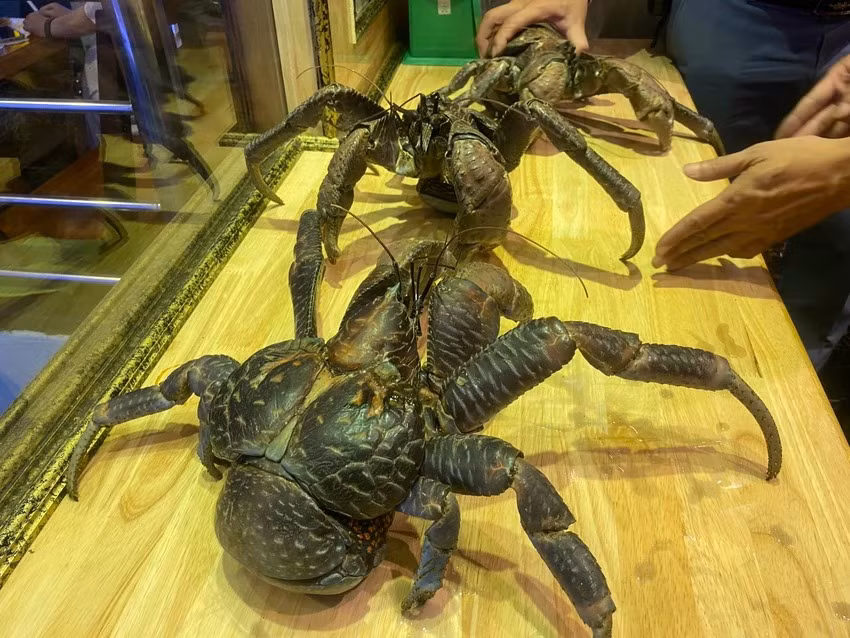 Cua dừa nhập về Việt Nam có trọng lượng từ 1,5 - 2kg. Tính ra, mỗi con sẽ dao động từ 9 triệu- 14 triệu đồng. Ảnh: Plo