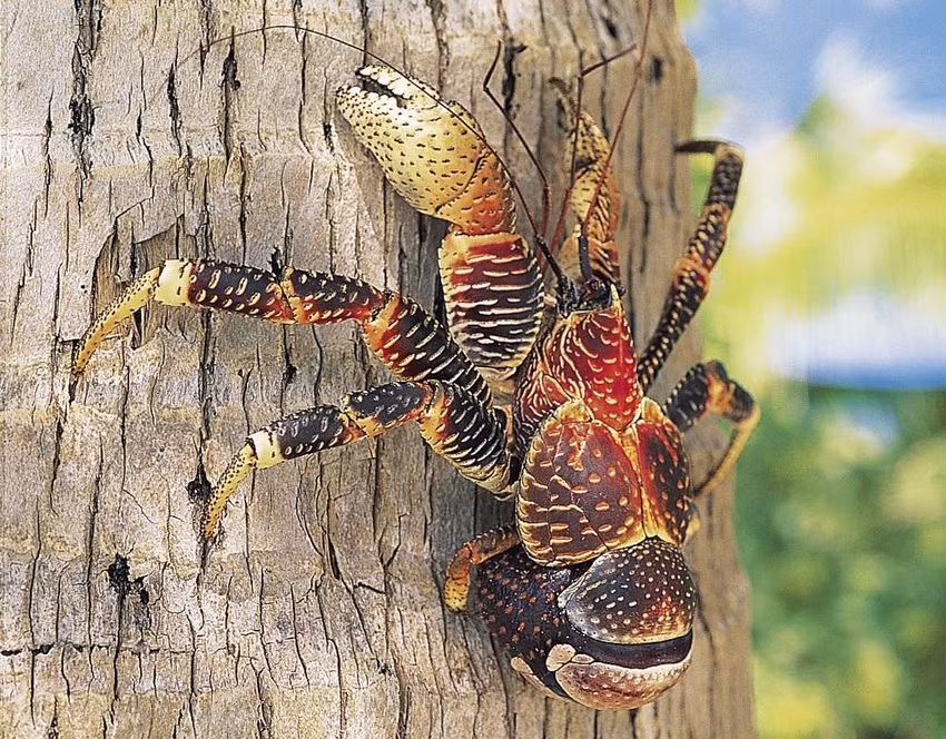  Cua dừa (tên khoa học là Birgus Latro) là động vật không xương sống lớn nhất thế giới ở trên cạn, được xếp vào loại quý hiếm. Ảnh: ResearchGate