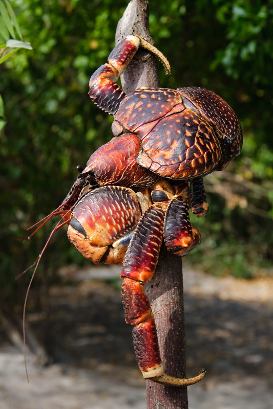 Do có kích thước lớn nên thịt cua dừa rất dày, chắc thơm ngon và rất ngọt. Ảnh: Observation