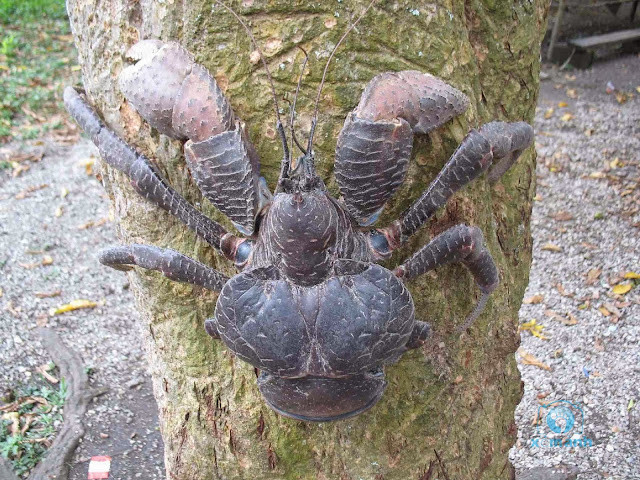 Khác với các loài cua thông thường, cua dừa không sống ở dưới nước mà chúng sống trên cạn. Chúng không thể bơi, và sẽ bị chết đuối nếu chìm dưới nước trong thời gian dài. Ảnh: Internet