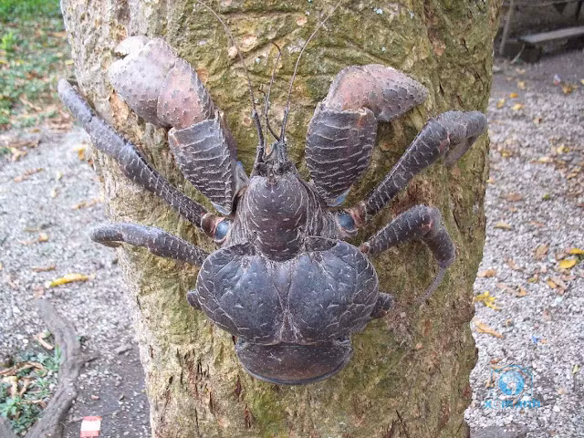 Khác với các loài cua thông thường, cua dừa không sống ở dưới nước mà chúng sống trên cạn. Chúng không thể bơi, và sẽ bị chết đuối nếu chìm dưới nước trong thời gian dài. Ảnh: Internet