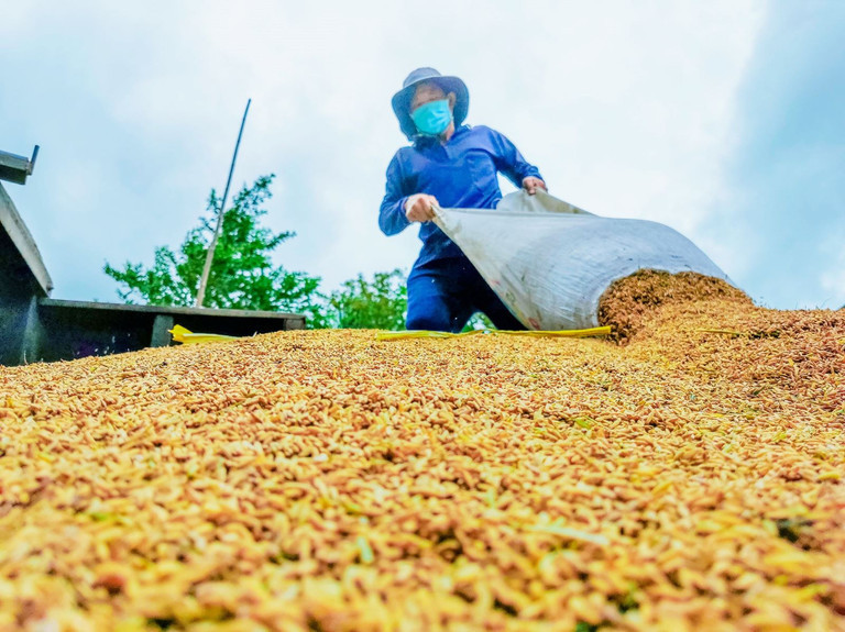 Co hon 43 trieu tan, gia ‘hat vang’ Viet Nam pha dinh lich su