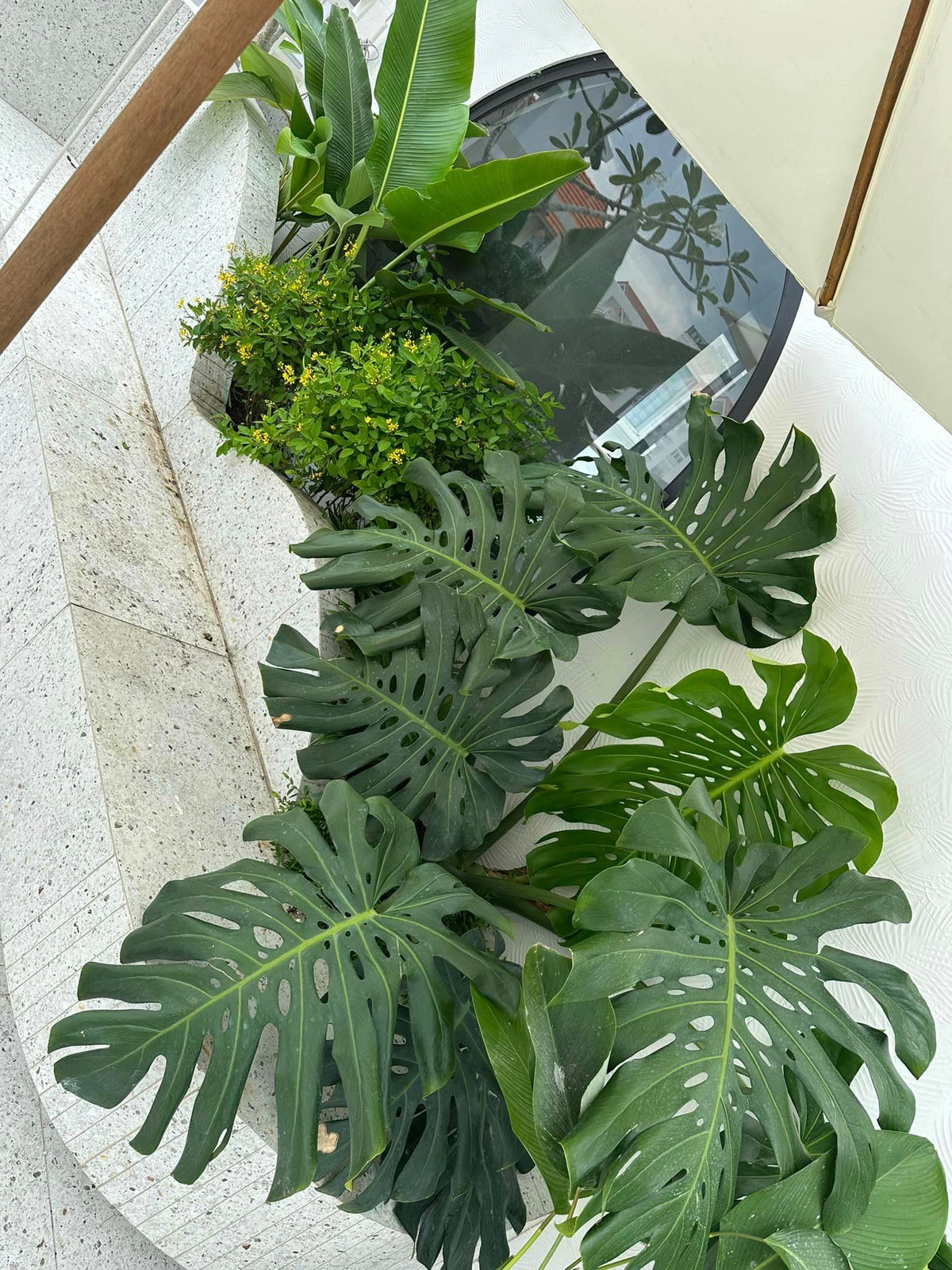 Vân Trang để ý từng dấu hiệu của như úng, sâu, nấm để kịp thời xử lý. Đủ các loại cây được Vân Trang lựa chọn cho không gian sống như xương rồng, trầu bà lá xẻ, chuối cảnh, cọ cảnh...