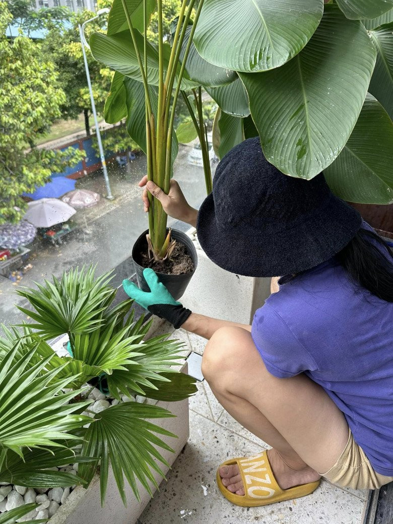 Vân Trang cho biết đã chở hơn 2 tấn đất từ quê lên TP HCM để trồng cây.