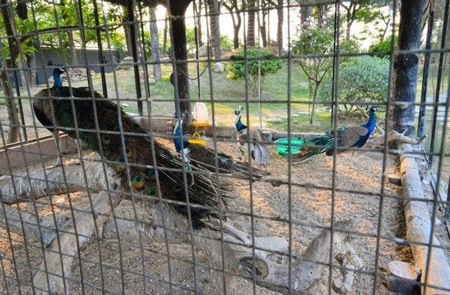 Tuy nhiên, tháng 4 vừa qua, "đại gia buôn lợn" bị phạt 55 triệu đồng vì xây công trình trên đất nông nghiệp. Ảnh: Nhịp sống Việt