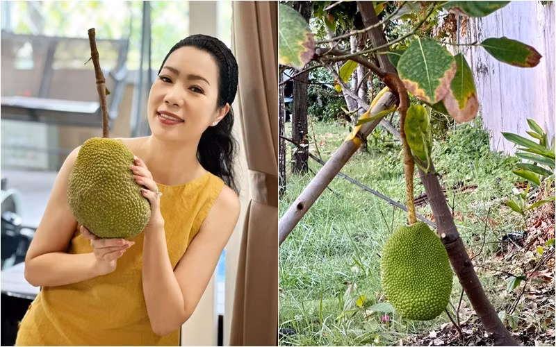 Cây mít trồng 3 năm đã cho trái to trông thích mắt. Ảnh: FBNV