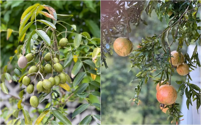 Ngoài cóc còn có cả lựu chín đỏ. Ảnh: FBNV