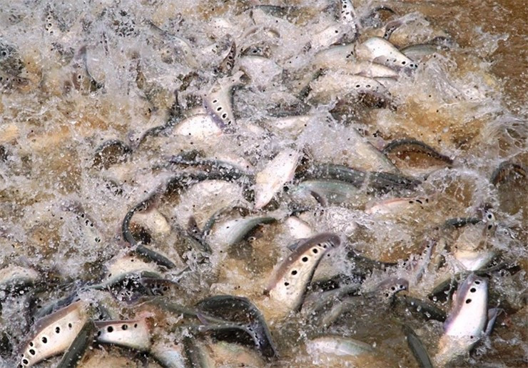 Từ loại cá bị chê lên chê xuống, không có giá trị, ngày nay cá thát lát thành đặc sản giá đắt đỏ. Một số nơi như Hậu Giang đã nhân giống và nuôi cá thát lát mang lại nguồn thu nhập ổn định. Ảnh: Internet