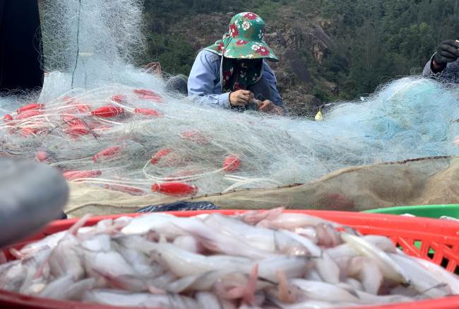 Mỗi ngày ra khơi khoảng 4 tiếng, một thuyền gồm 3 lao động có thể bắt được 20 - 50kg cá cháo. Nếu may mắn có thể thu về gần 100kg trong một buổi. Ảnh: Baophunu