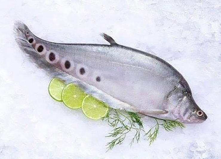 Không những vậy, cá thát lát Hậu Giang còn được xuất ngoại, đặc biệt là sang thị trường Mỹ. Ảnh: Internet