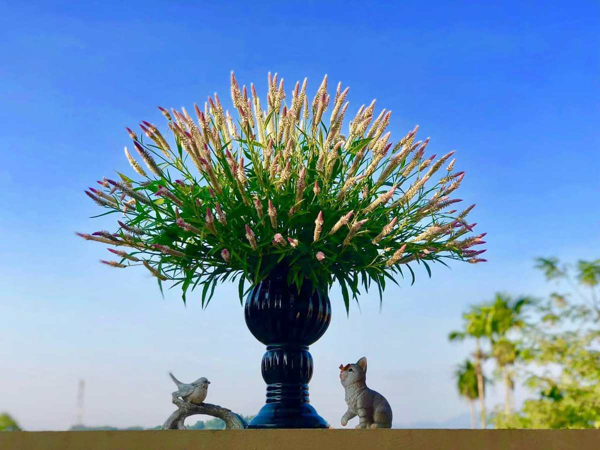 Dù là cỏ dại nhưng cỏ mào gà nhập về tới đâu là khách lấy tới đó, hiếm khi có hàng tồn. Ảnh: FB Thuý Toàn