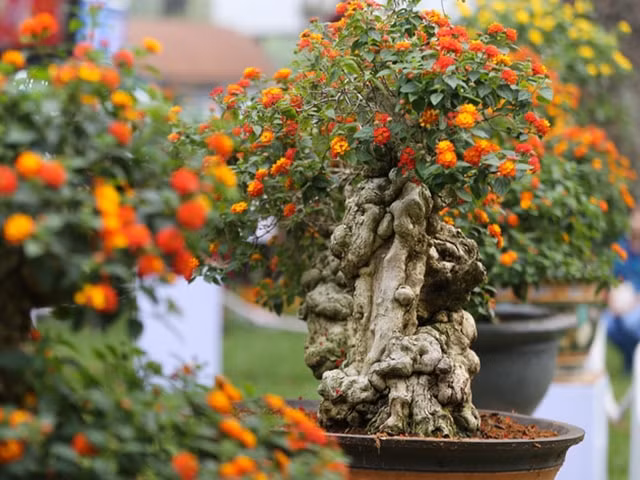 Để tăng giá trị cho cây ngũ sắc, nhà vườn còn uốn thành nhiều dáng khác nhau như ngũ sắc ôm lũa, ngũ sắc mini... Ảnh: Internet