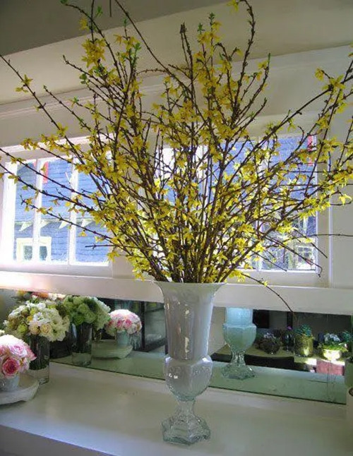 Cách đây vài năm, hoa mai Mỹ trở thành thú chơi sang chảnh của giới nhà giàu Việt. Hoa mai Mỹ cao gần 1m, giá khoảng 200.000 đồng/cành. Ảnh: Vietnamnet