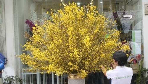 Mai Mỹ thường được cắm thành bó lớn, tán rộng nên mỗi bình hoa có thể lên tới hàng chục triệu đồng. Ảnh: Infonet