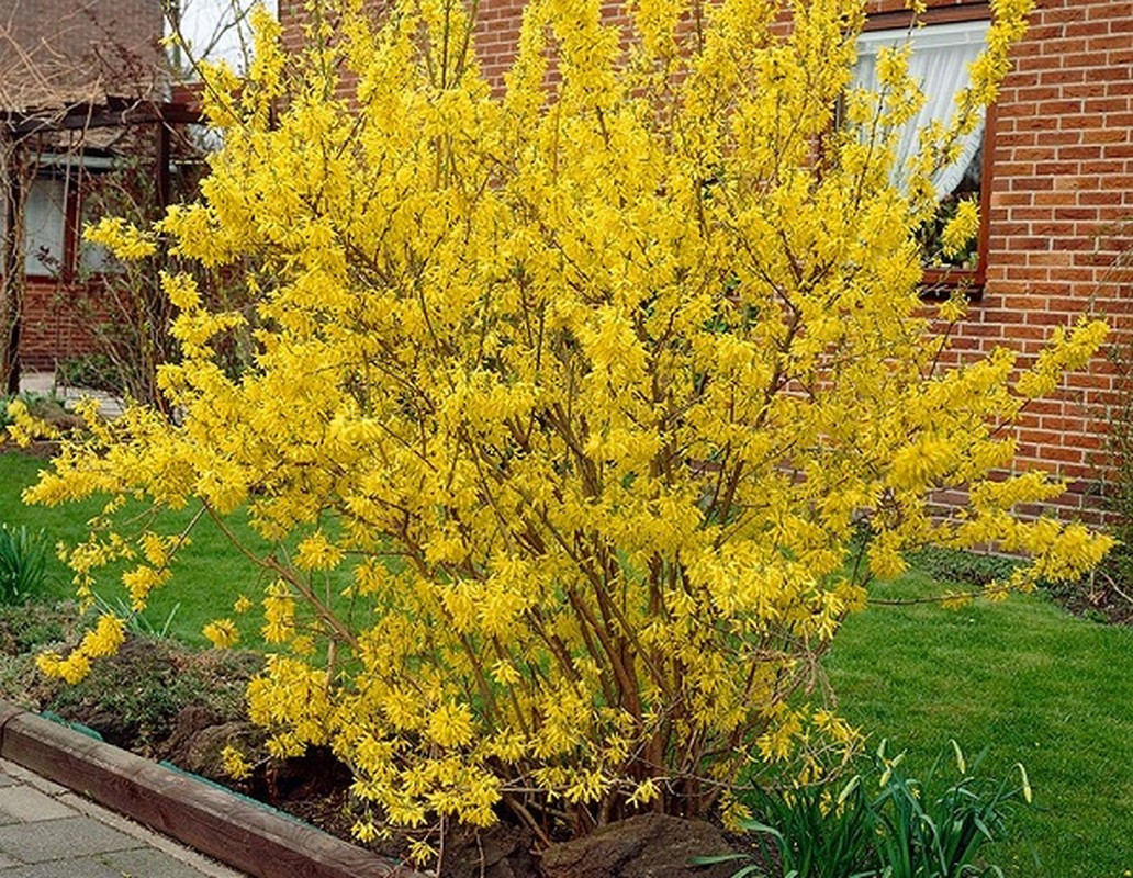 Hoa mai Mỹ thường nở vào đầu xuân, màu sắc vàng rực. Ảnh: Getty