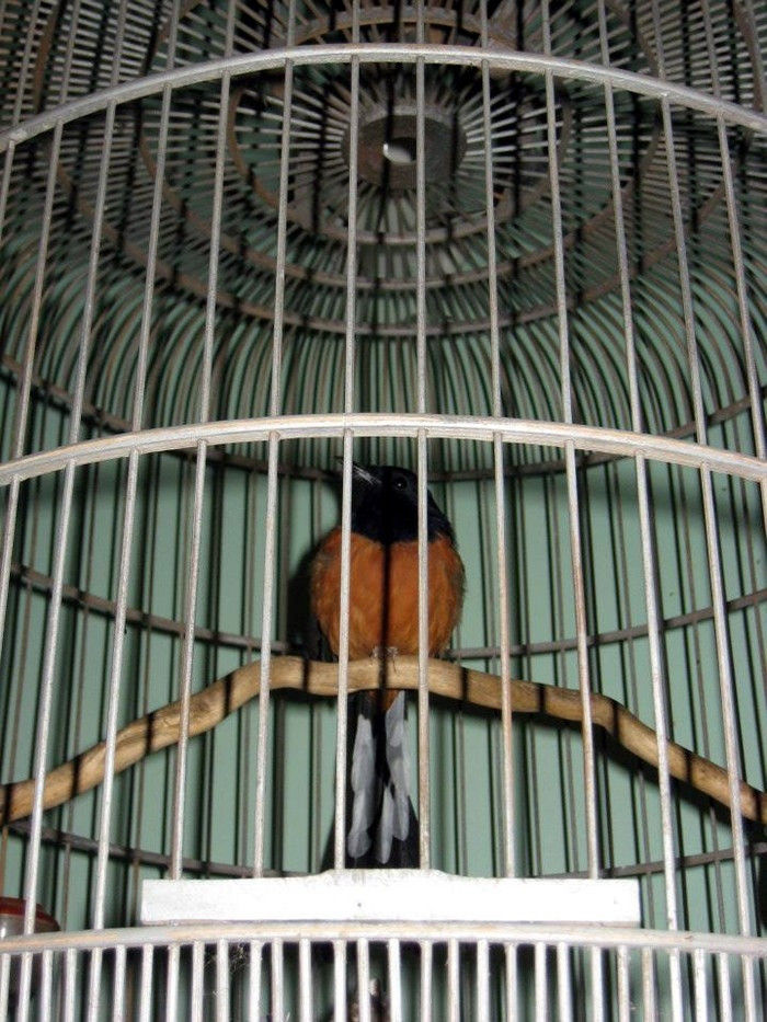 Với nghệ sĩ Quang Thắng, khi đi làm mệt mỏi về nhà được nghe tiếng chim hót thấy tâm hồn thoải mái, nhẹ nhàng. Ảnh: GDVN