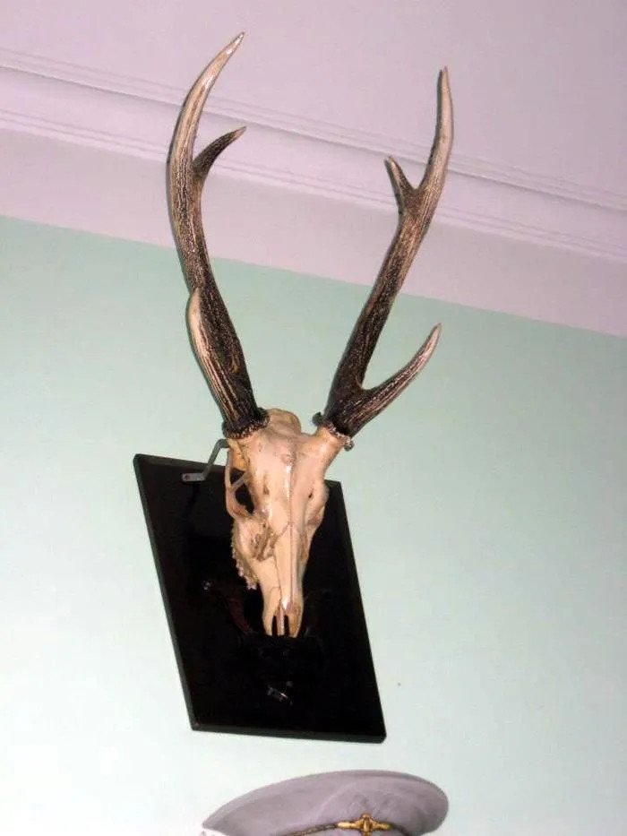 Anh sưu tầm cả sừng hươu. Ảnh: Internet