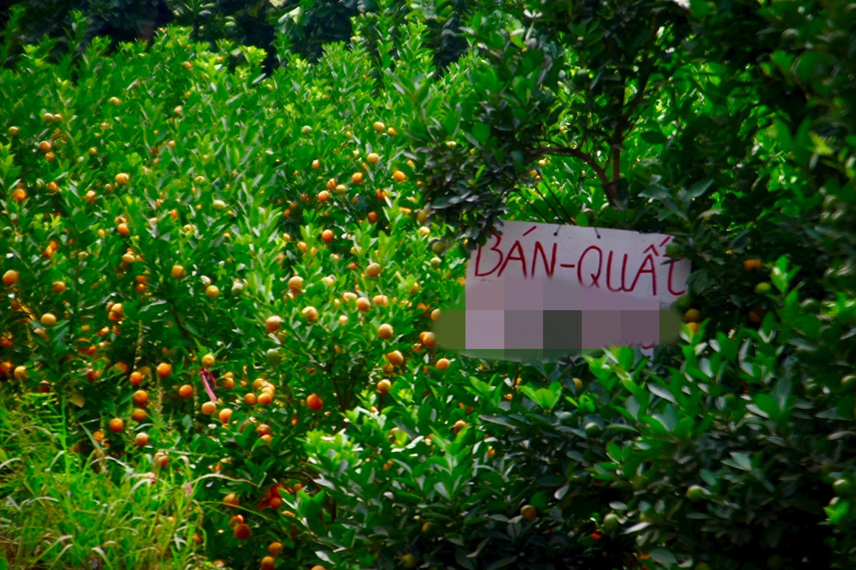 Nhiều nhà vườn đã treo biển quảng cáo để thu hút khách tới đặt mua. Ảnh: Daidoanket