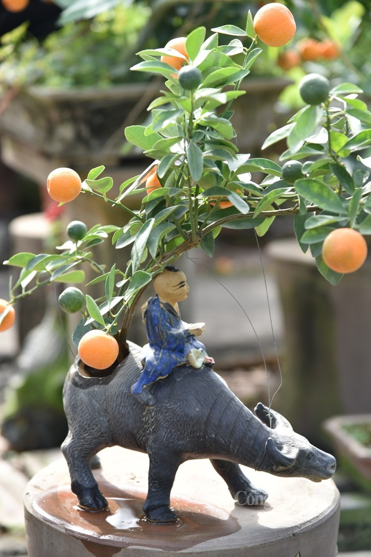Thông thường quất tí hon được trồng bên ngoài từ 1 đến 2 năm sau đó đưa vào bình chăm bón thêm khoảng 1 năm, rồi uốn tỉa tạo dáng, tạo thế. Ảnh: Báo Công thương