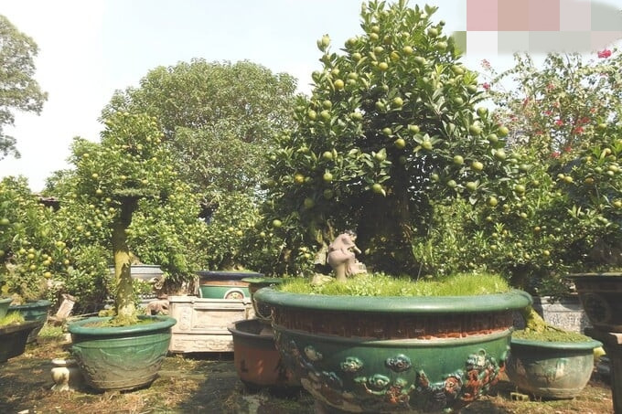 Theo nghệ nhân Trương Ngọc Xuân, quất cần thăng được ghép các cành cây quất với gốc của cây cần thăng. Cây quất thì ở đâu cũng có nhưng cây cần thăng ông phải vào tận miền Trung để sưu tầm. Ảnh: Giadinhonline