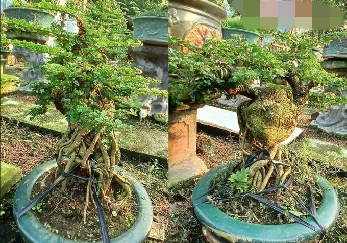 Thời gian gần đây, các “tín đồ” chơi bonsai Tết râm ran về quất cần thăng được trồng, chăm sóc tại Đông Ngạc, (Bắc Từ Liêm, TP. Hà Nội). Ảnh: Giadinhonline