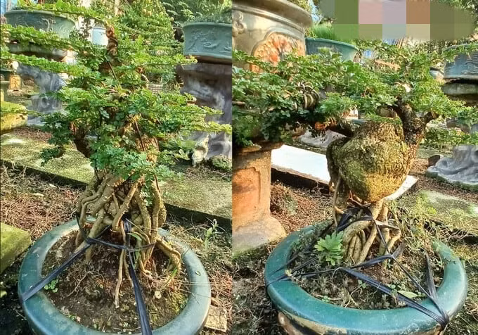 Thời gian gần đây, các “tín đồ” chơi bonsai Tết râm ran về quất cần thăng được trồng, chăm sóc tại Đông Ngạc, (Bắc Từ Liêm, TP. Hà Nội). Ảnh: Giadinhonline
