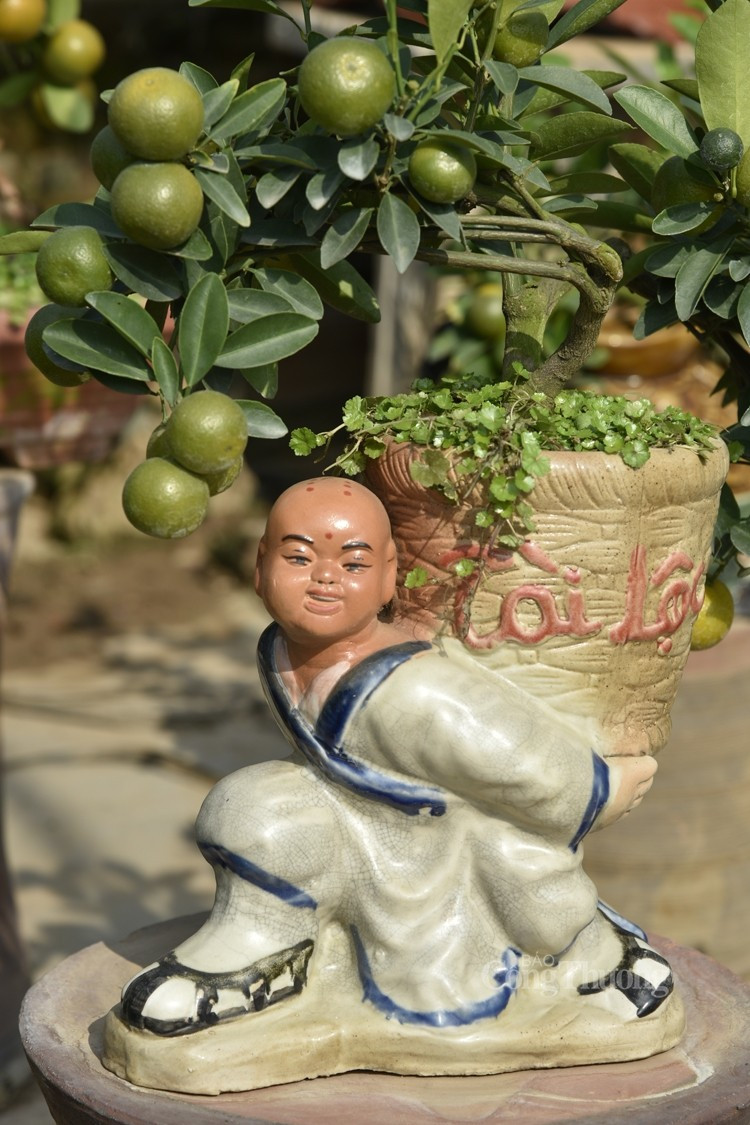 Những cây quất tí hon thường có chiều cao 20-50cm, thế càng đẹp, nghệ thuật, cây càng có giá trị. Ảnh: Báo Công thương