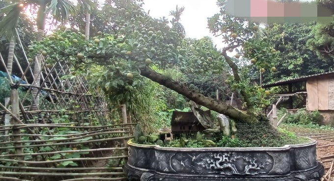 Năm nay, vườn của nghệ nhân Trương Ngọc Xuân phục vụ thị trường Tết với hàng trăm cây quất cần thăng, được chia làm ba loại: dưới 10 triệu đồng, vài chục triệu đồng và vài trăm triệu đồng. Ảnh: Giadinhonline