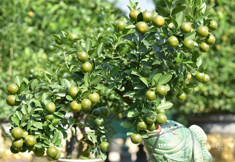 Giá quất bonsai tí hon thấp nhất khoảng 500.000 - 1 triệu đồng, loại đẹp dáng độc, quả đều thường có giá vài triệu, thậm chi có cây giá hàng chục triệu đồng... Ảnh: Báo Công thương