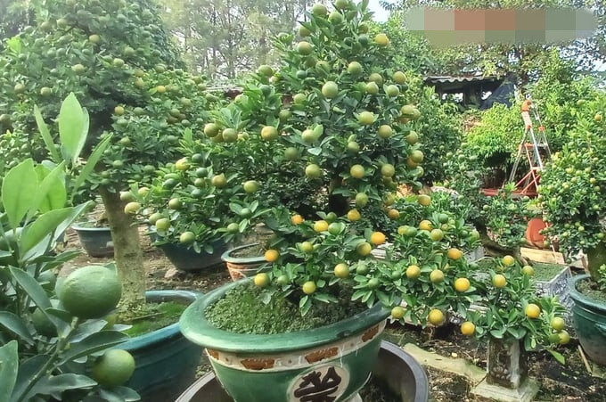 Do việc sưu tầm, ghép cây kỳ công, tốn kém nên giá quất cần thăng khá đắt so với các loại khác. Giá quất cần thăng dao động từ 3 triệu đến 300 triệu đồng mỗi cây, tùy theo tuổi đời, dáng của cây cần thăng. Ảnh: Giadinhonline