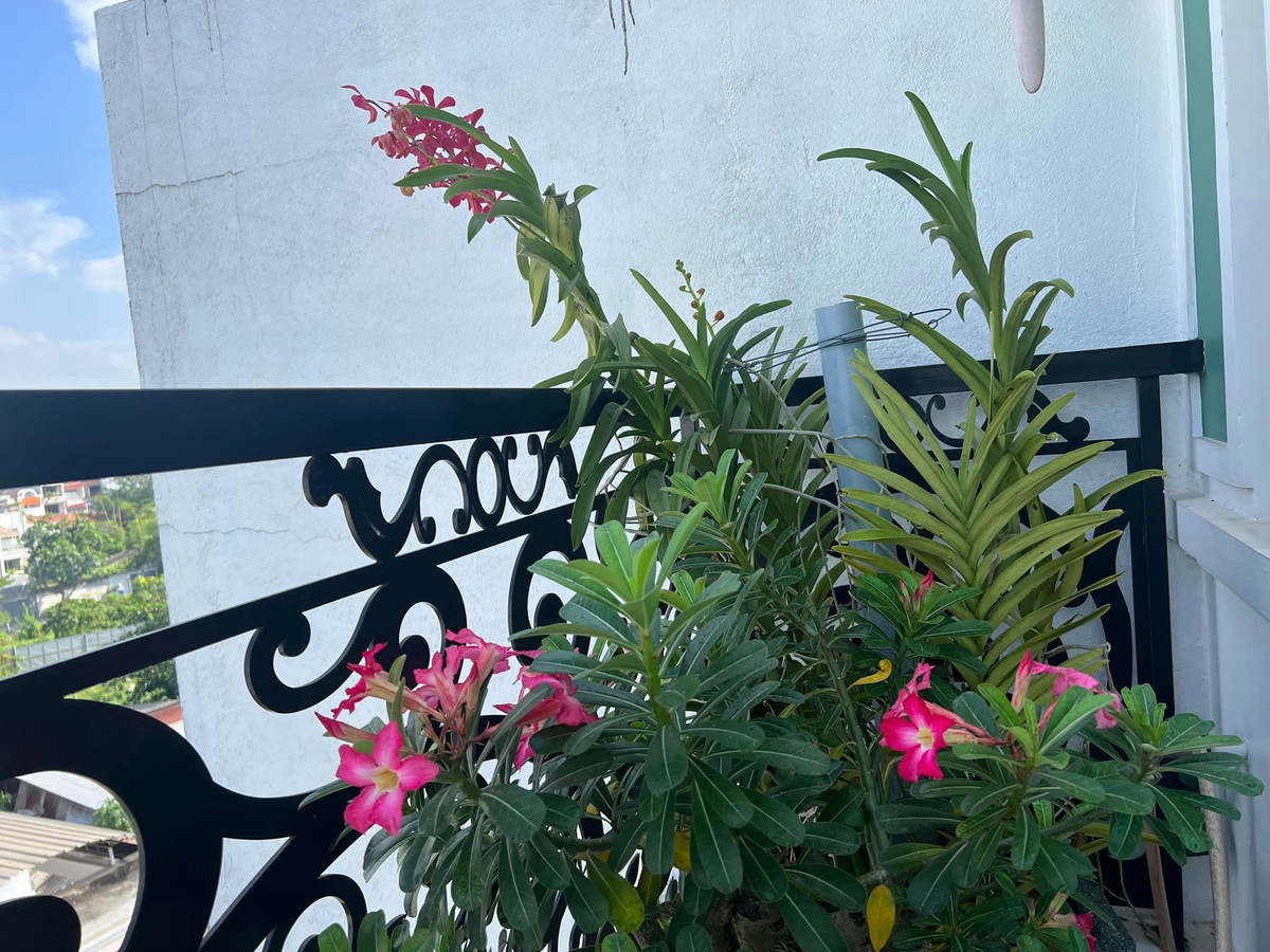 Sân thượng trong nhà diễn viên Hòa Hiệp với muôn hoa đua nở.