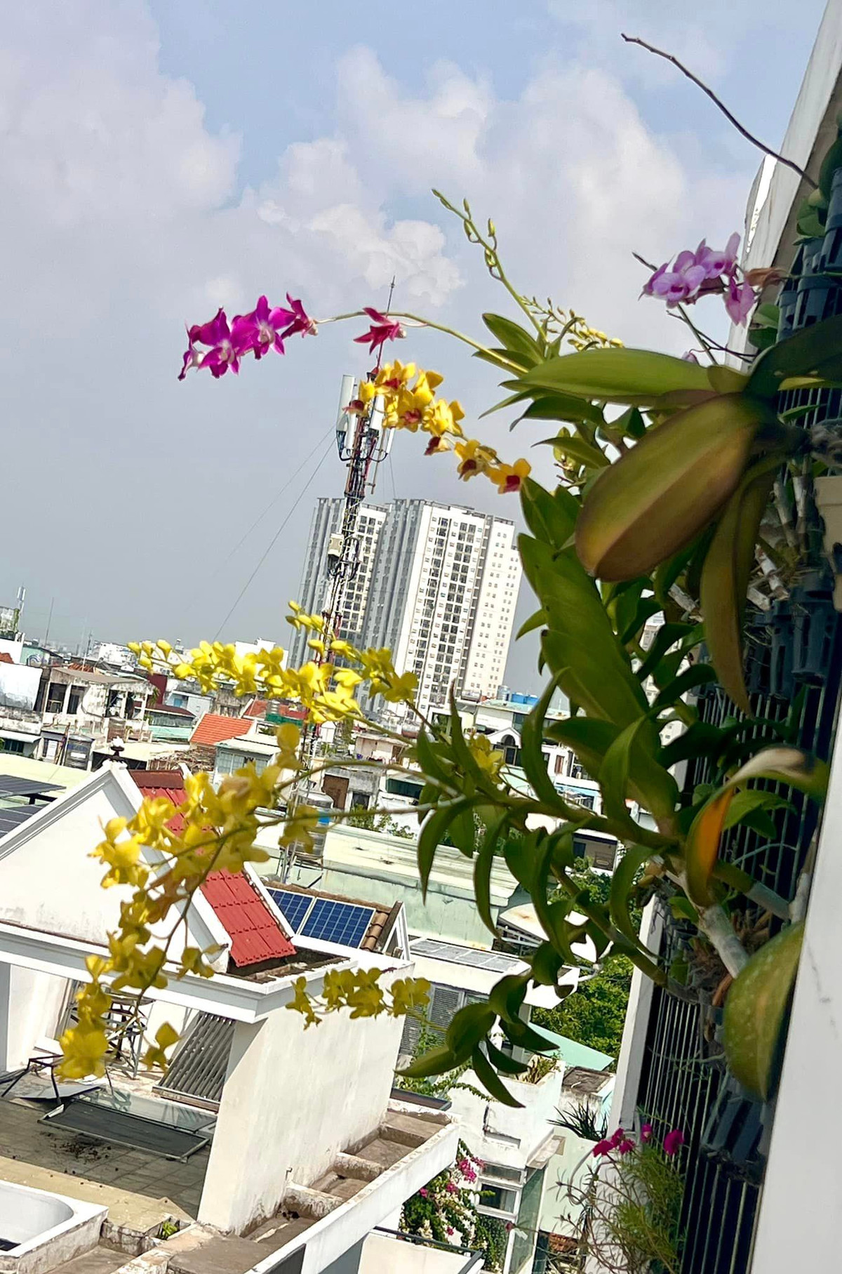 Lan không phải là hoa dễ chăm sóc và ra hoa nên nam diễn viên Hòa Hiệp rất vui với thành quả của mình.