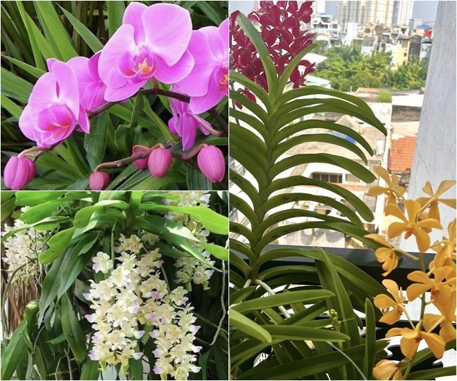 Vườn hoa lan đủ loại, đủ màu sắc khiến khán giả xuýt xoa.