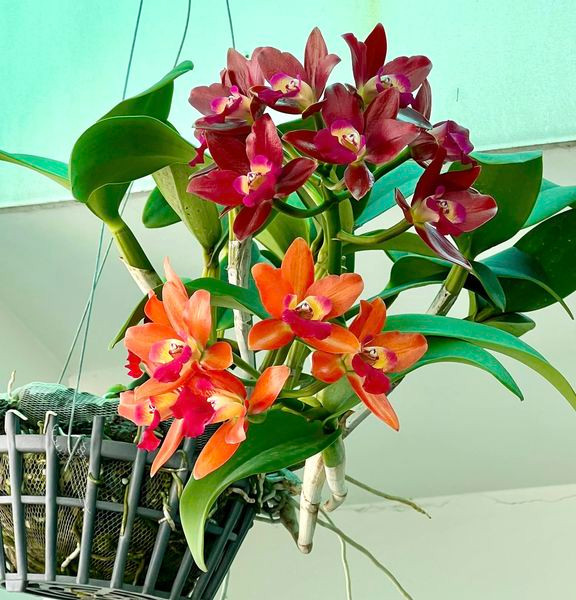 Trên trang cá nhân, nam diễn viên vừa hé lộ không gian yêu thích tại nhà, đó là sân thượng ngập đầy hoa.