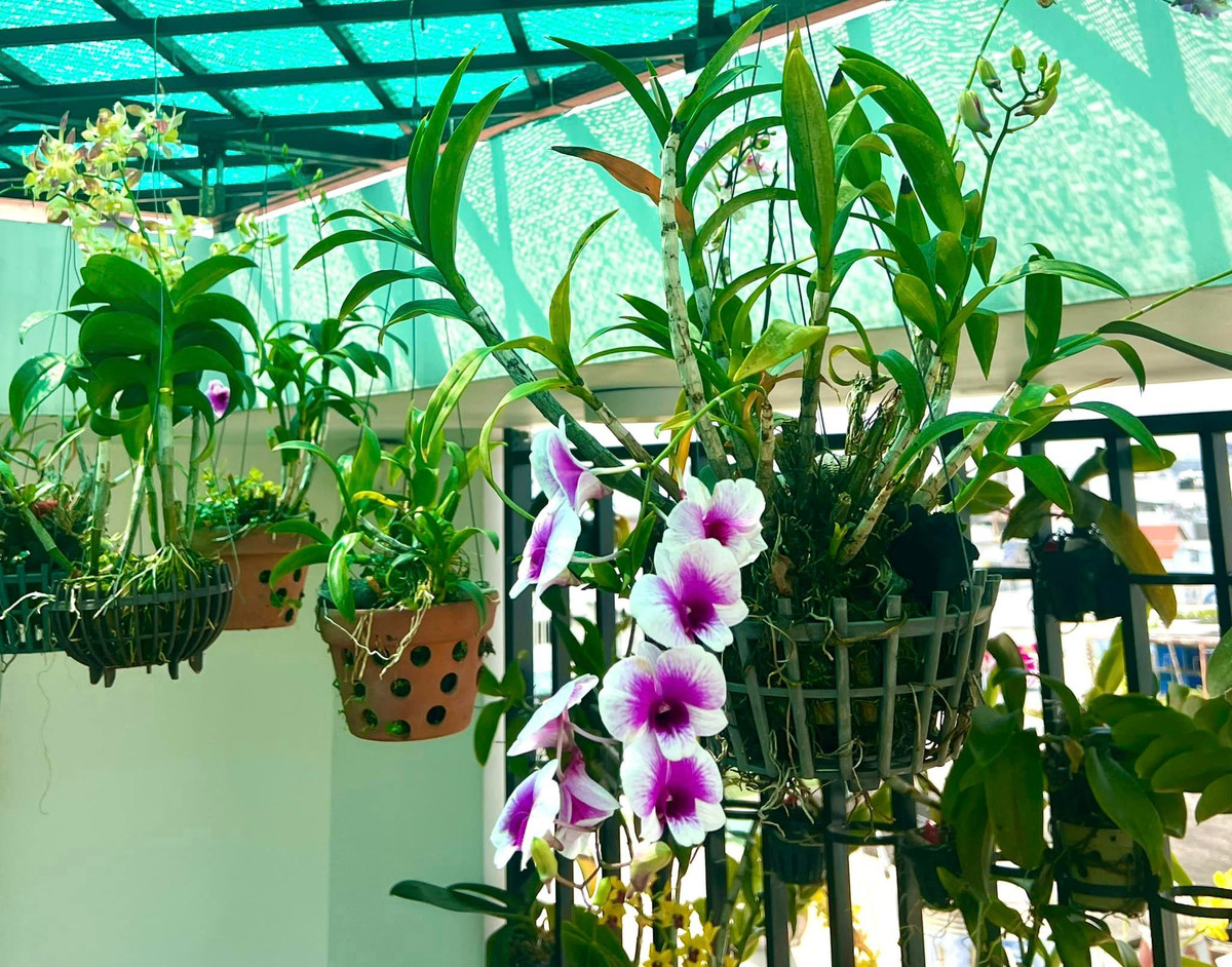 Nhiều bạn bè khen Hòa Hiệp mát tay, chưa tới mùa xuân nhưng trăm hoa đã đua nhau nở. Nguồn ảnh: FBNV