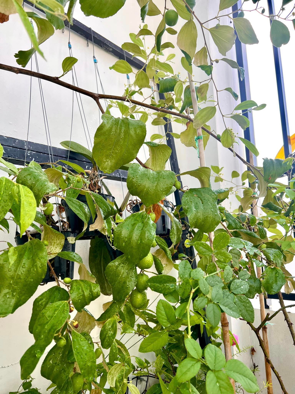 Cây táo đơm hoa kết trái.