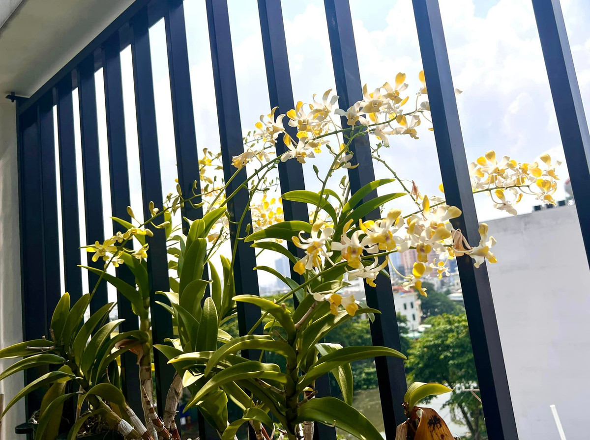 Những chậu hoa lan bung nở đón nắng.