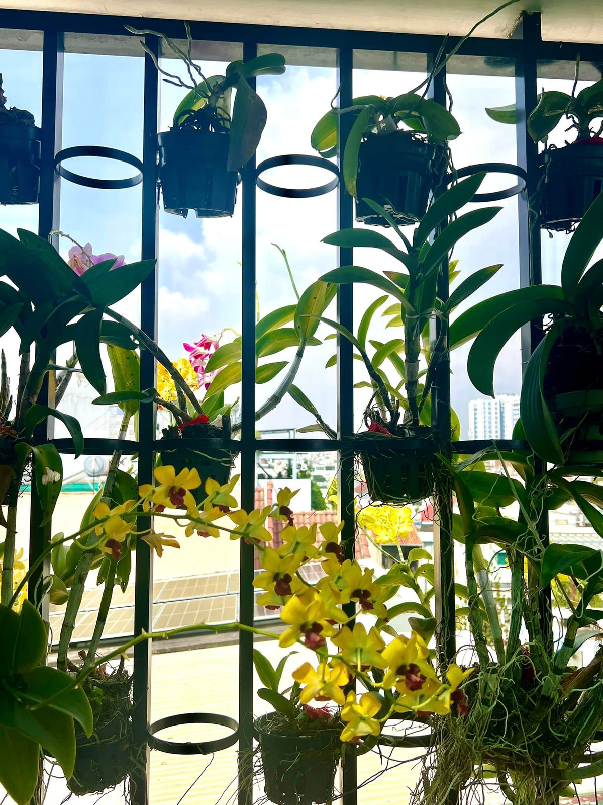 Với Hòa Hiệp, hoa lan đua nở là báo hiệu của tin vui, đặc biệt là lan hồ điệp.