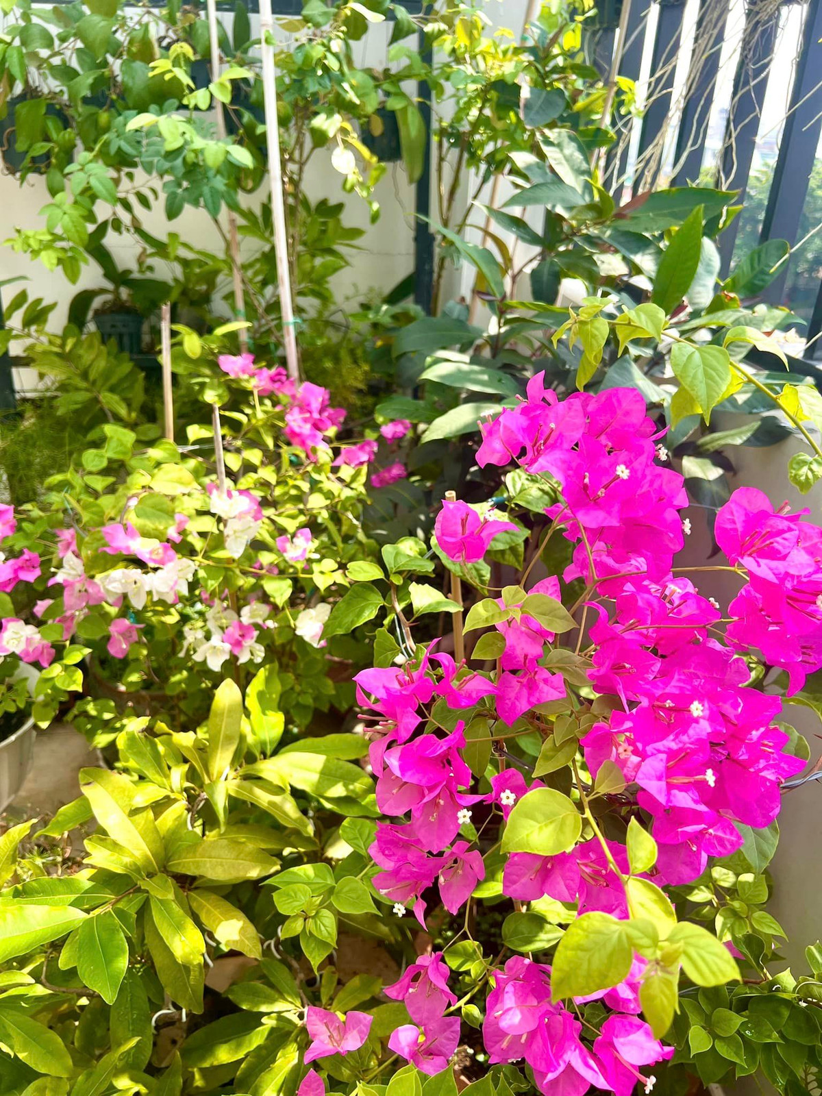 Bông hoa giấy rực rỡ một góc sân.